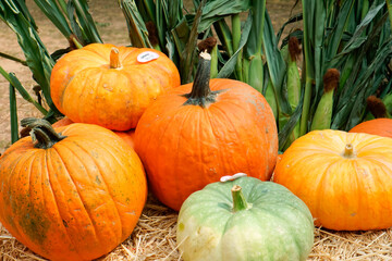 pumpkins on haystack