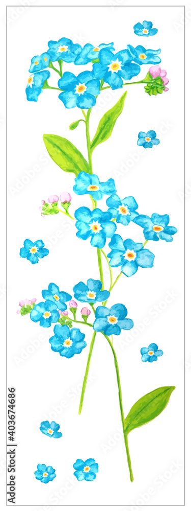 Wall mural card with forget me not flowers isolated on white background. blue and green illustration.