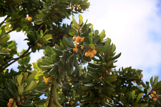 salvador, bahia, brazil - january 6, 2021: fruit of the mimusops plant is seen on a street in the city of Salvador. 