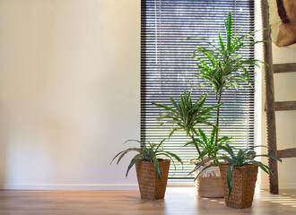 Modern indoor green plants in woven basket retro interior near a window of lovely home, stylish room interior with various home plants modern design