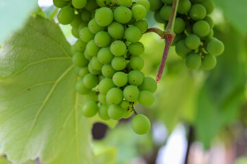 A beautiful vine with grapes at the beginning of growth.