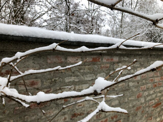 Tree branches covered with snow in public park picturesque landscape winter wonderland scenery in...