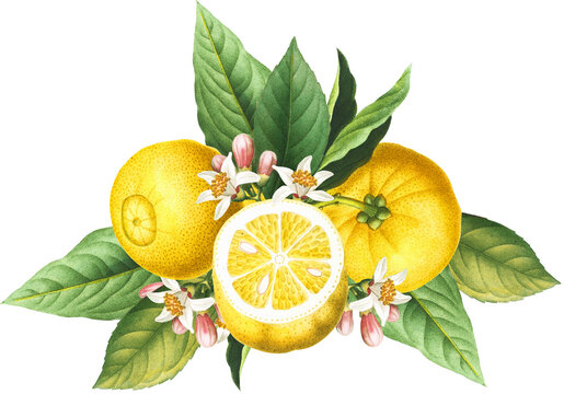 yellow lemons with green leaves and flowers clip art preview