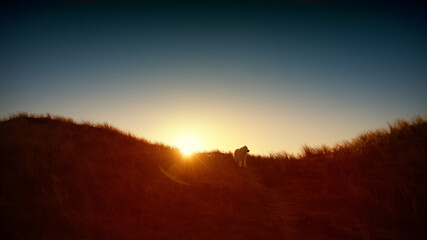 samoyed dog on the coast at sunset
