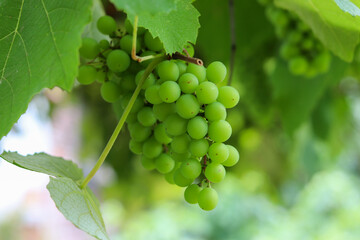 A beautiful vine with grapes at the beginning of growth.