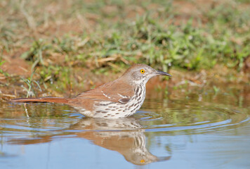 Long-billed thrasher (Toxostoma longirostre) bathing, South Texas, USA