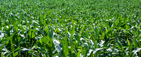 Cornfield. Corn leaves on warm sunshine. Peaceful nature. Concept.