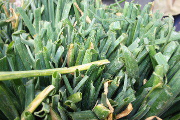 Calçots, typical catalan sweet onions leaf close-up