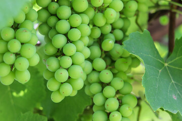 A beautiful vine with grapes at the beginning of growth.