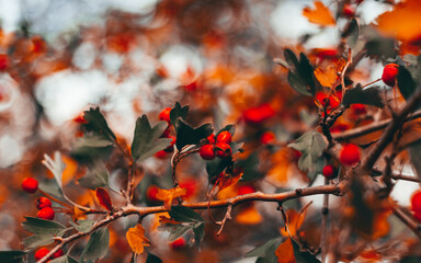 autumn hawthorn berries