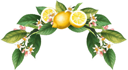 Citrus wreath arrangement with antique yellow lemon fruits, blossoms, green leaves