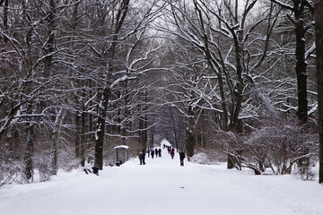 Fototapeta premium Winter park in snow