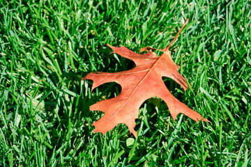 Fallen oak leaves on grass