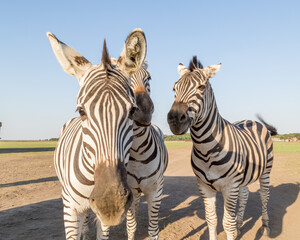 Naklejka premium mountain zebra herd