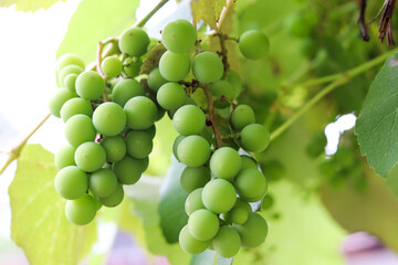 A beautiful vine with grapes at the beginning of growth.