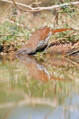 Long-billed thrasher (Toxostoma longirostre) drinking, South Texas, USA