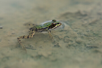 Edible Frog