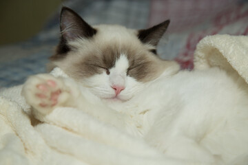 Young beautiful purebred Ragdoll cat at home