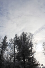 clouds in the forest