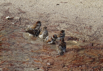 Sparrows (Passer domesticus) having a funny bath on a puddle of water and mud during autumn. Retiro...