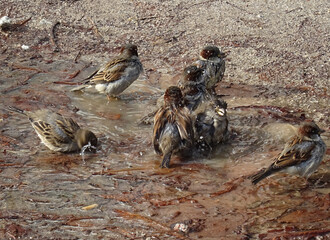 Sparrows (Passer domesticus) having a funny bath on a puddle of water and mud during autumn. Retiro Park of Madrid. Spain. 