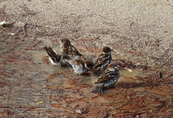 Fototapeta premium Sparrows (Passer domesticus) having a funny bath on a puddle of water and mud during autumn. Retiro Park of Madrid. Spain. 