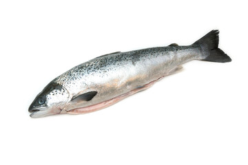 Whole Scottish salmon fish (1kg ) isolated on a  white studio background.