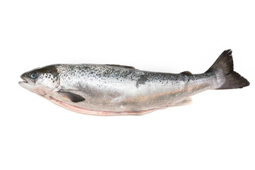 Whole Scottish salmon fish (1kg ) isolated on a  white studio background.