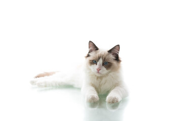 Young beautiful Ragdoll cat on white background