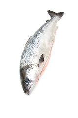 Whole Scottish salmon fish (1kg ) isolated on a  white studio background.