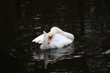 white swan on the water