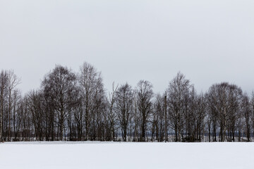 Bare trees at the edge of a winter snowfield