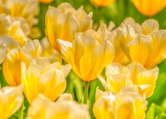 Obraz premium Yellow white field of tulips