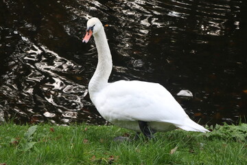 white swan on a bank near the lake
