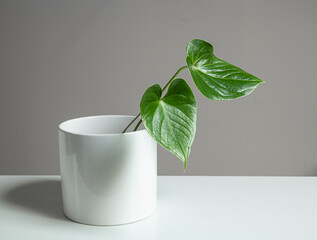 Green leaves of anthurium home plant in a white flowerpot in the home interior on a white background