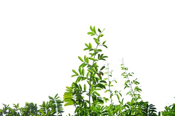 Tropical tree with leaves branches on white isolated background for green foliage backdrop and copy space 