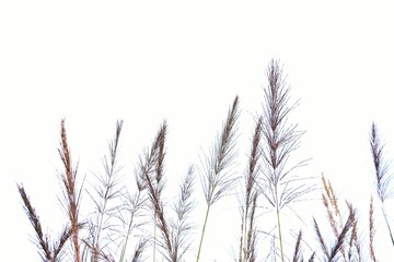 Obraz premium Blurred wild grass bush with flower blossom on white isolated background