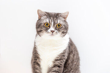 Portrait of a cat of the British breed on a white background. Pets concept.