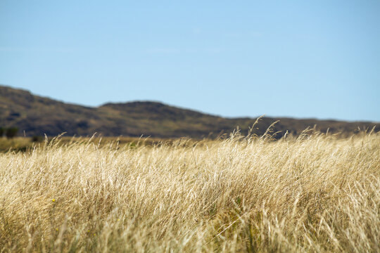 Long pasture meadow for cattle in the southern summer with the Sierra de la Ventana in the background