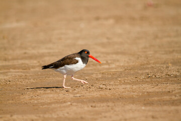 The common or american oystercatcher, Haematopus ostralegus, walking on the sandy beach.
