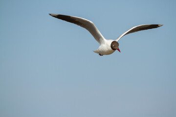 Brown hooded gull, Chroicocephalus maculipennis, flying in a blue sky
