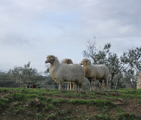 pecore e capre nella campagna toscana

