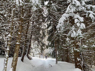 snow covered trees