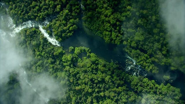 Original deciduous primeval forest with hardwood in tropical mountain region crossed by clear mountain stream that flows from lake. Top-down tracking drone shot partially covered by condensing clouds.