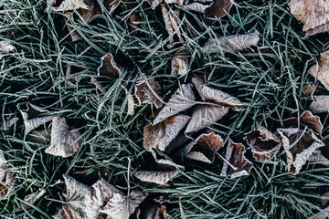 Dry leaves and green grass with frost.