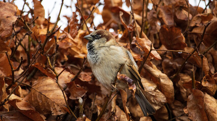 A Sparrow sitting in a hedge