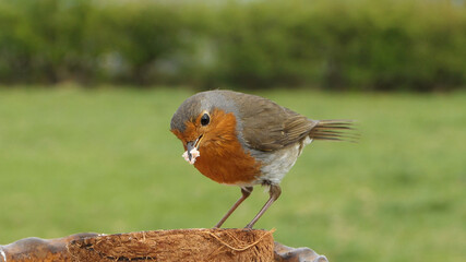 Robin feeding from Insect Coconut Suet Shell at a Table