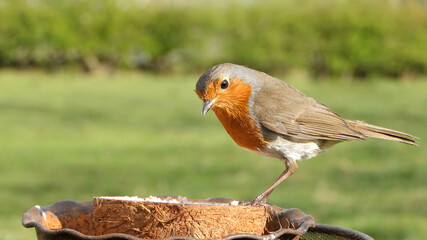 Robin feeding from Insect Coconut Suet Shell at a Table