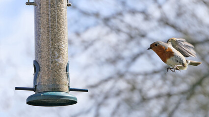Robin feeding from Insect Coconut Suet Shell at a Table