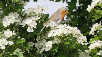 Robin sitting in a hedge